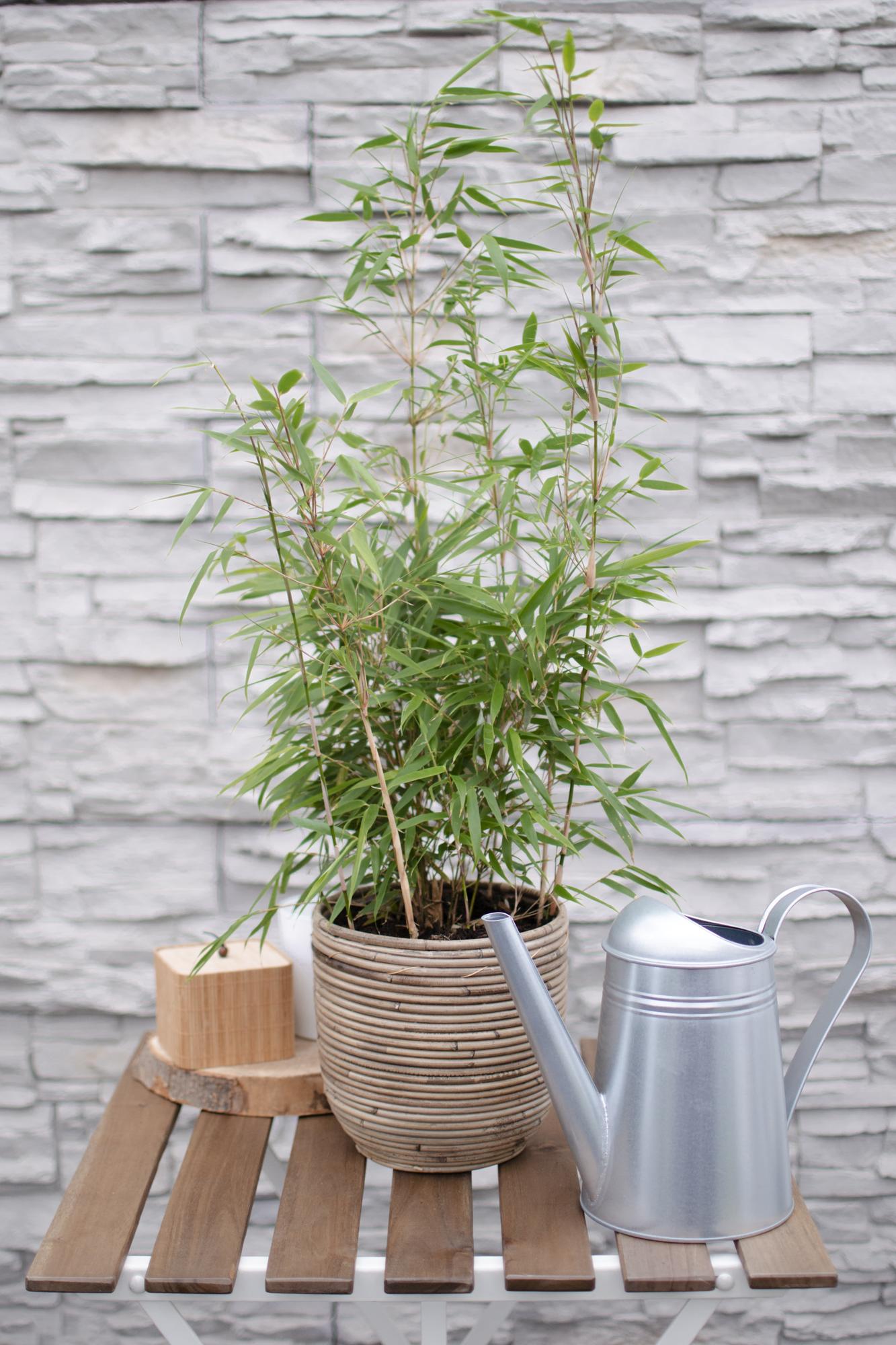 Gartenbambus Fargesia rufa – Kompakter, pflegeleichter Bambus 80 cm