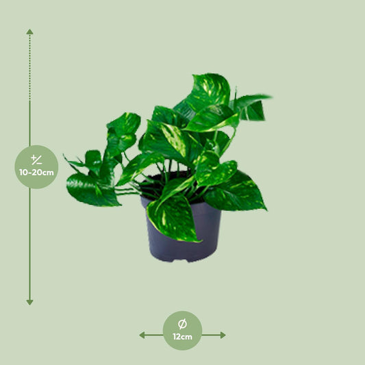 Efeutute Ø12 cm – Pflegeleichte Rankpflanze 20 cm