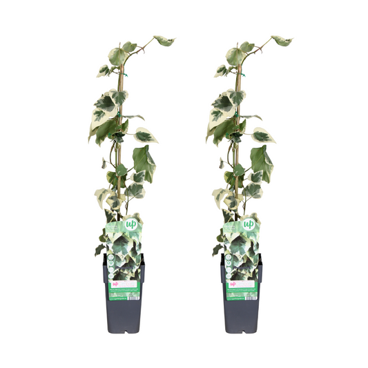 Hedera colchica Dentata Variegata – 2er-Set, Ø15cm, ca. 65cm Höhe