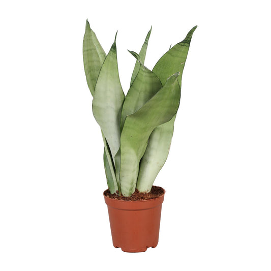 Sansevieria Trifasciata Moonshine – Pflegeleichte Zimmerpflanze Ø12cm