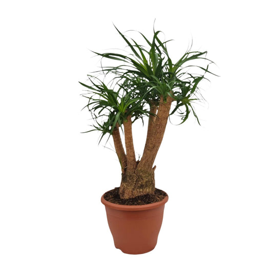 Beaucarnea Nolina – Ponyschwanzpalme Ø26cm, 75cm hoch