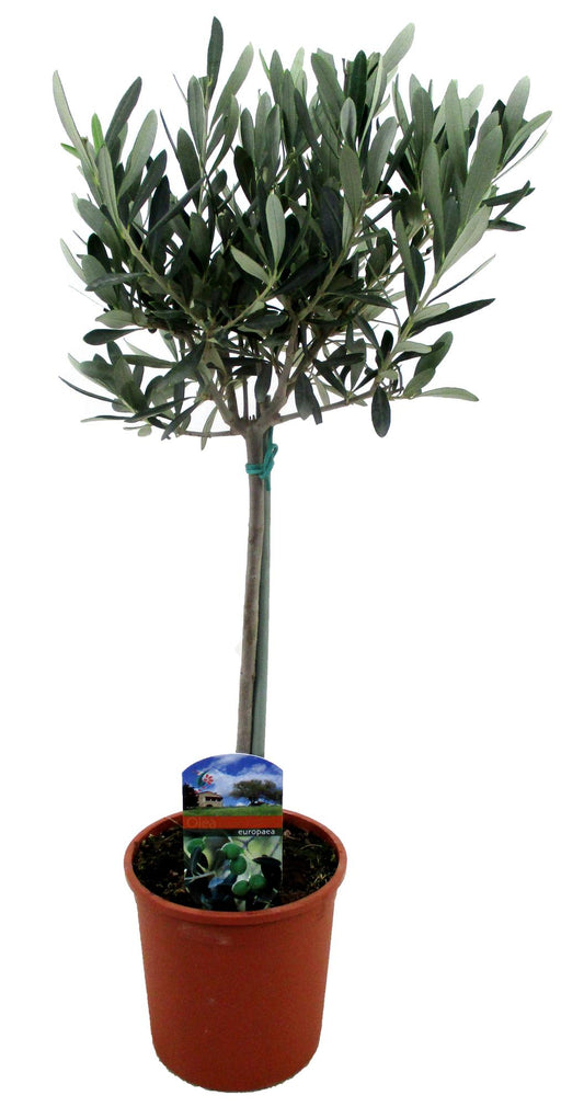 Olea Europaea – Pflegeleichter Olivenbaum im 14 cm Topf