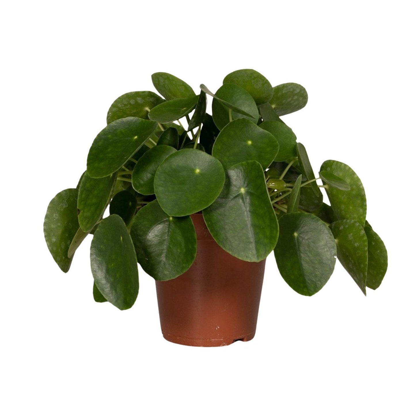 Pilea Peperomioides – Pfannkuchenpflanze Ø15cm, pflegeleicht