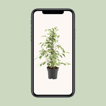 Ficus Benjamina Twilight – Pflegeleichte Zimmerpflanze Ø14cm