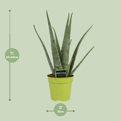 Aloe Vera - Pflegeleichte und elegante Zimmerpflanze Ø15cm