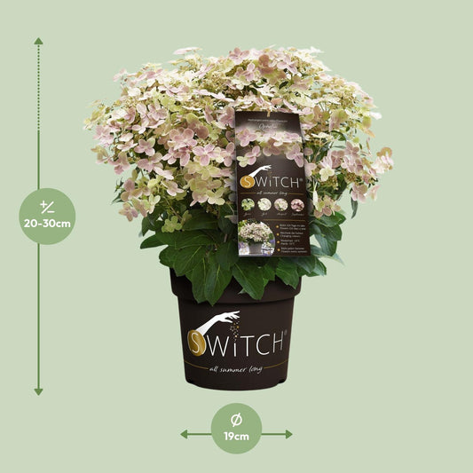Rispenhortensie 'Switch Ophelia' – pflegeleichte Zimmerpflanze Ø19cm