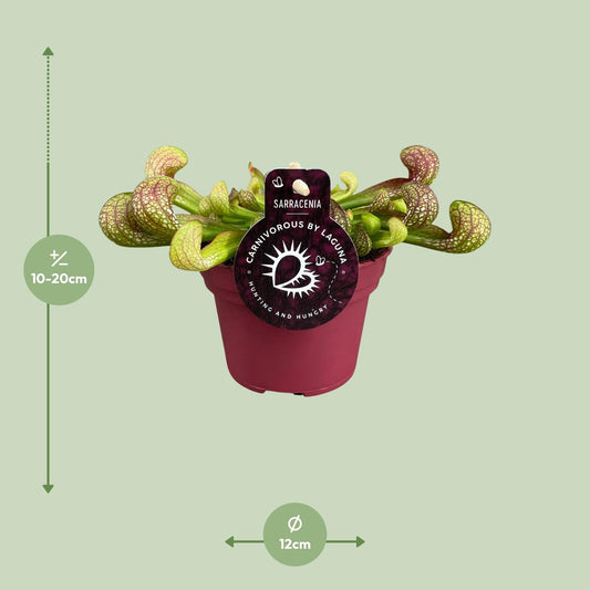 Sarracenia Psittacina – Exotische Kannenpflanze Ø12cm