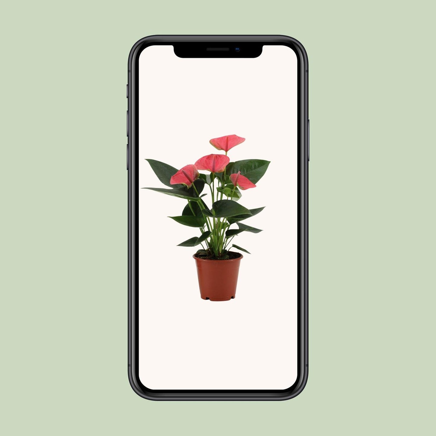 Flamingoblume 'Sweet Dream' – Tropische Zimmerpflanze 36 cm