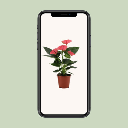 Flamingoblume 'Sweet Dream' – Tropische Zimmerpflanze 36 cm