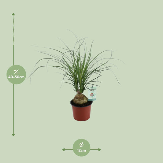 Beaucarnea Nolina Recurvata – Pflegeleichter Elefantenfuß Ø12cm