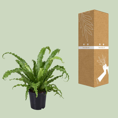 Asplenium Antiquum Osaka – pflegeleichter Vogelnest-Farn Ø17cm