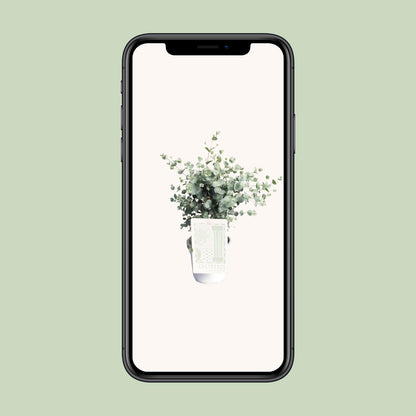 Eukalyptus im Ø17cm Topf – Pflegeleicht & Aromatisch