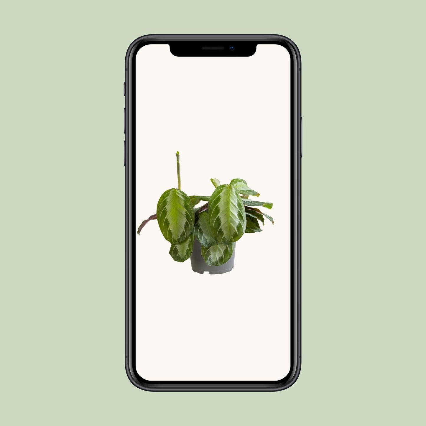 Maranta Silver Band – Pflegeleichte Zimmerpflanze Ø12cm