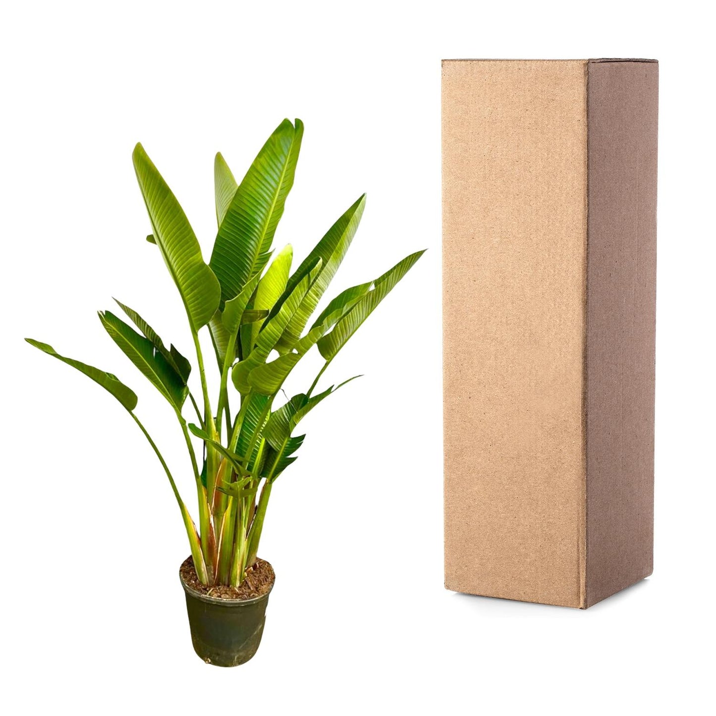 Strelitzia Augusta XXL – Weißer Paradiesvogel 225 cm