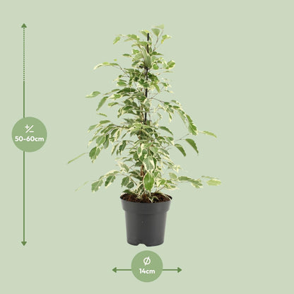 Ficus Benjamina Twilight – Pflegeleichte Zimmerpflanze Ø14cm