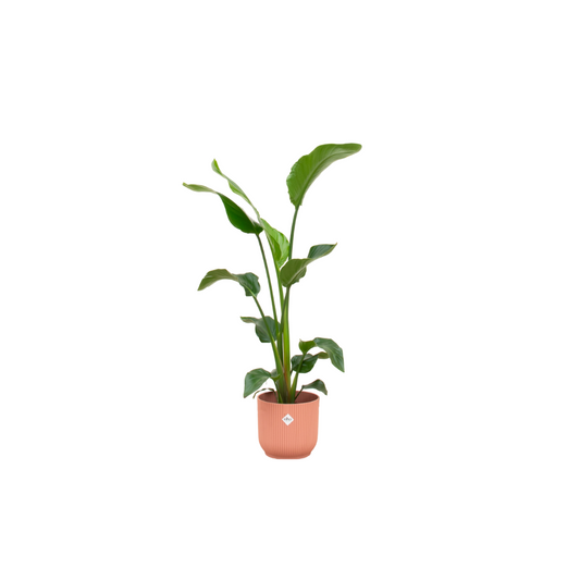 Strelitzia Nicolai mit elho Vibes Fold Round Topf Ø22 - 100 cm