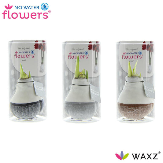 No Water Flowers Waxz Dipz Natural – 3er-Set Ø7 cm